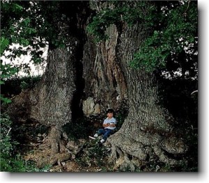 L\'albero più antico d\'Italia